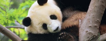 Giant Panda