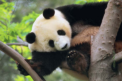Chengdu Tour with Pandas