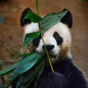 Giant Panda