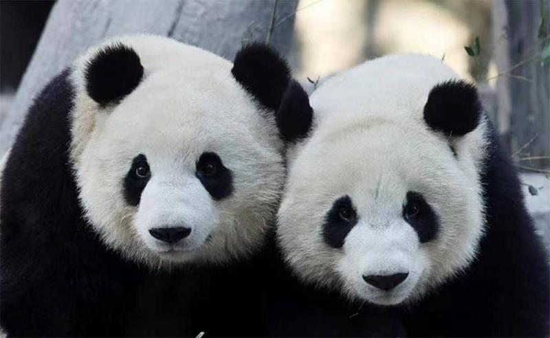 Celebrity Panda Menglan