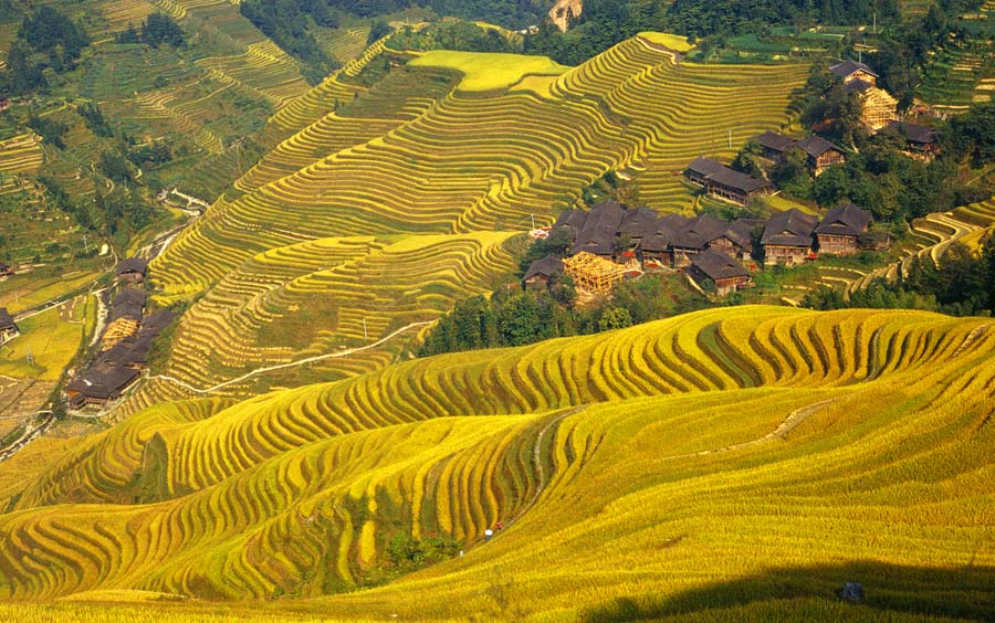 Longji Rice Terraces is one of the best places to visit in China in fall