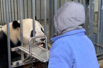 Giant Panda Volunteer Program