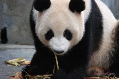 Chengdu Panda Tour