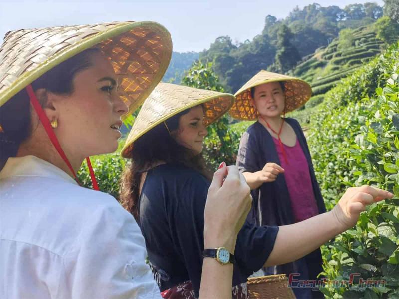 tea tour in Hangzhou Longjing Village