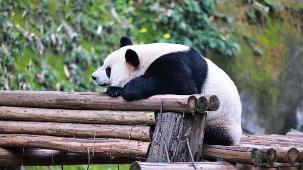Giant panda in Chongqing Zoo