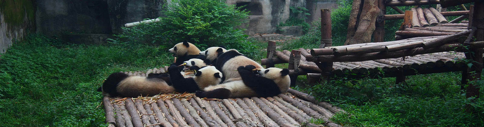 Best China Tours from Brazil