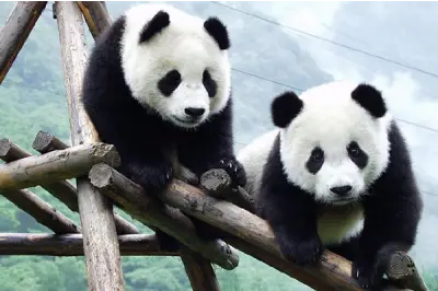 China Tour from Saudi Arabia