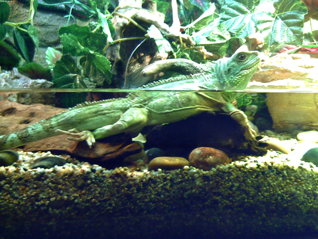 Shanghai Ocean Aquarium infauna