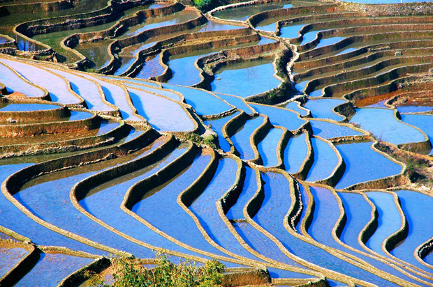 Yuanyang Rice Terraces